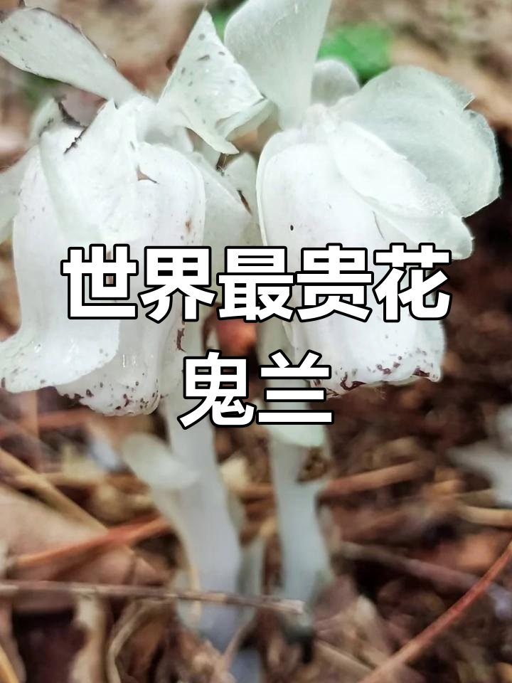 大唐宫粉兰花为什么贵百科在线