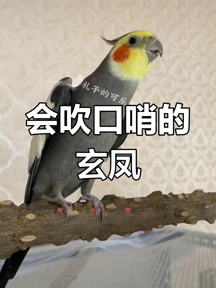 玄凤鹦鹉展示爱心翅膀,口哨声萌化人心