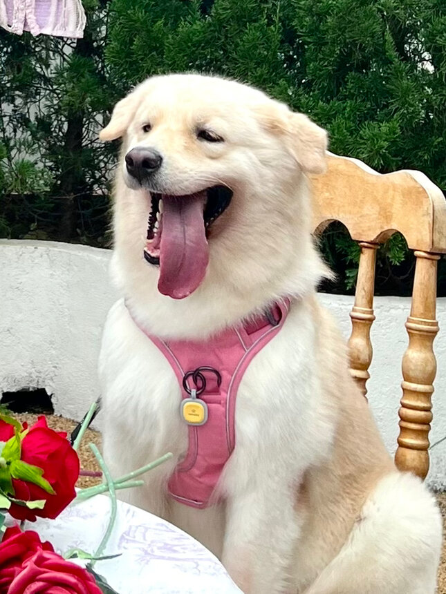 如何养大一只金毛串萨摩茶杯犬?