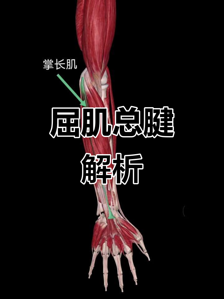 酒馆里的桃花香与屈肌总腱的秘密