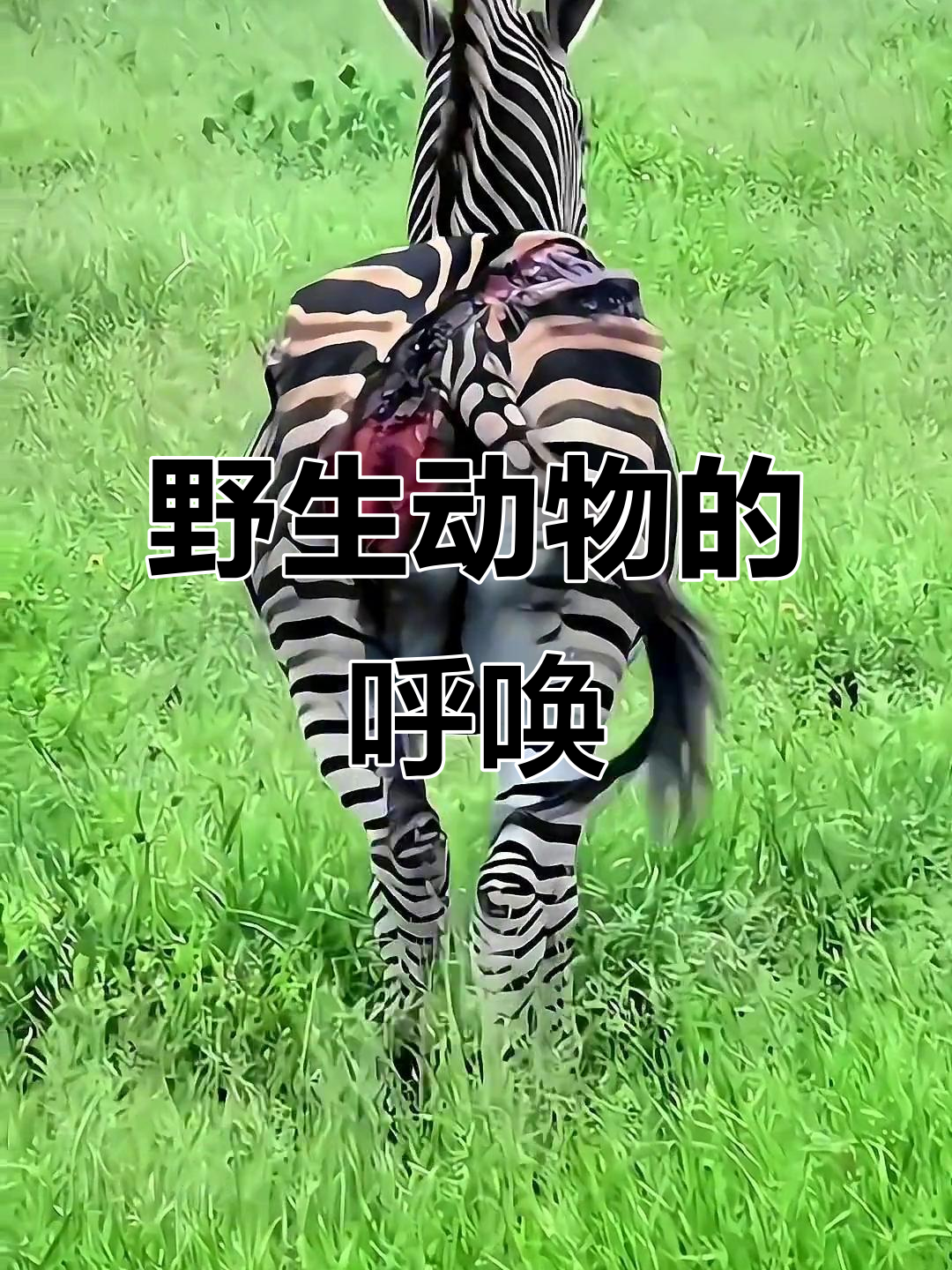 为什么保护野生动物很重要