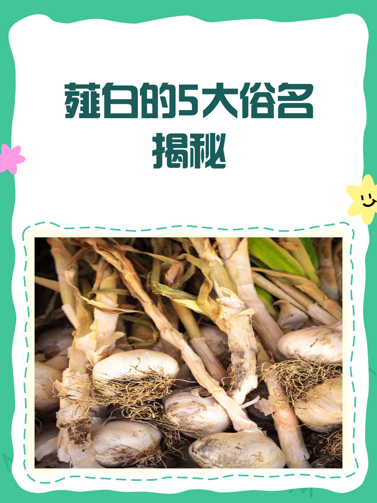 薤白原来有这么多俗名!快来看看你知道几个?