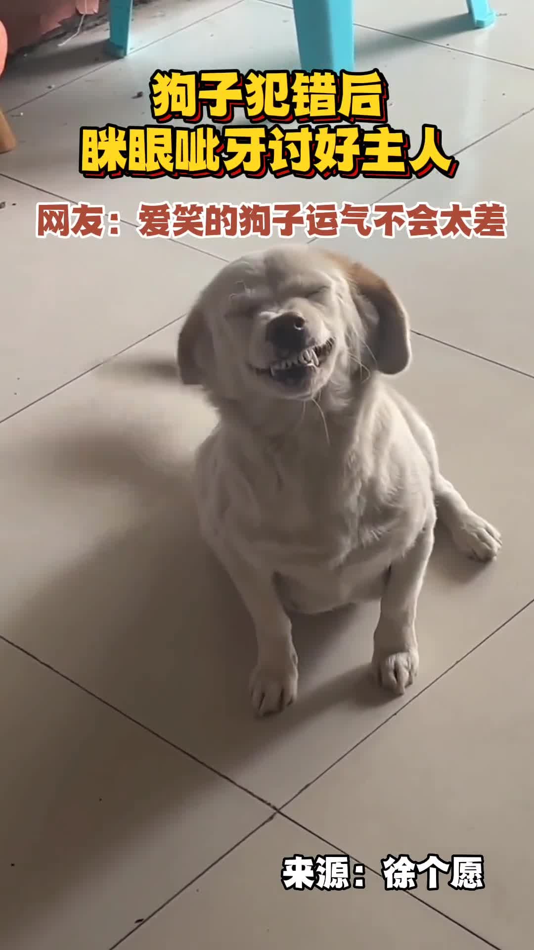 狗子犯错后眯眼呲牙讨好主人网友:爱笑的狗子运气不会太差