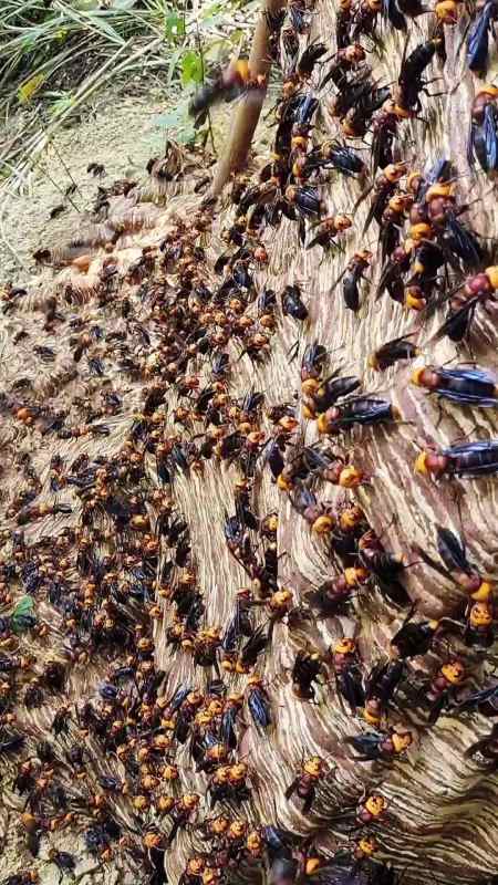 马蜂 三农 户外找蜂 胡蜂 新农村2022计划 捅马蜂窝 农村 胡蜂养殖