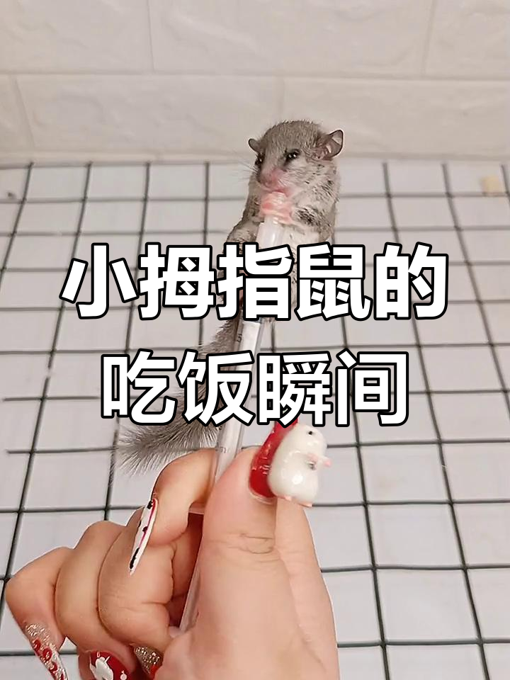 拇指鼠干饭萌态十足,舔手手简直太可爱了!