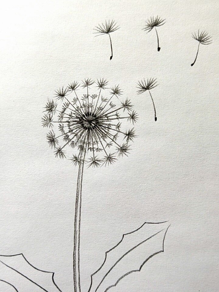 画旅行的蒲公英简笔画