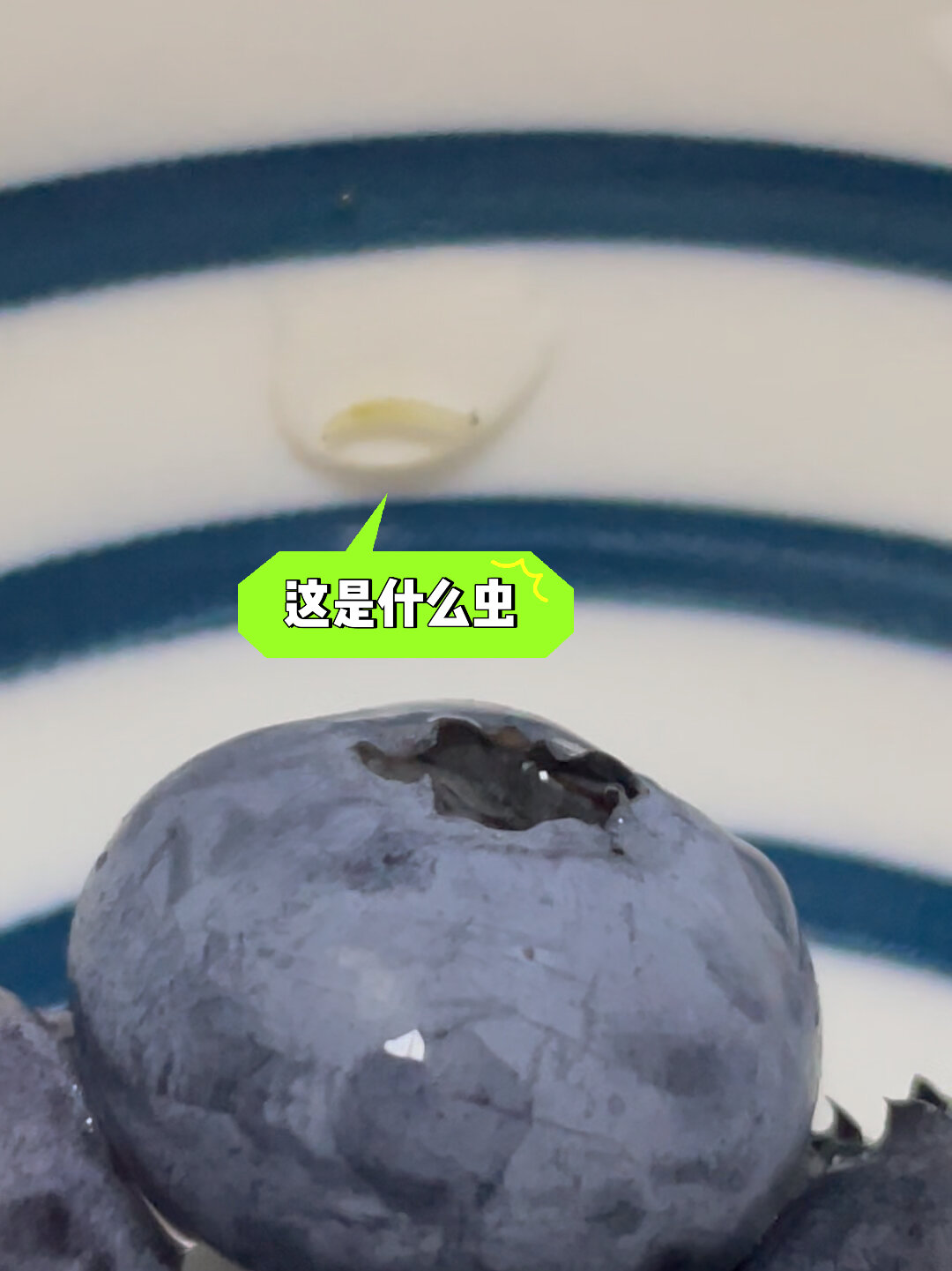 蓝莓会长虫子吗?