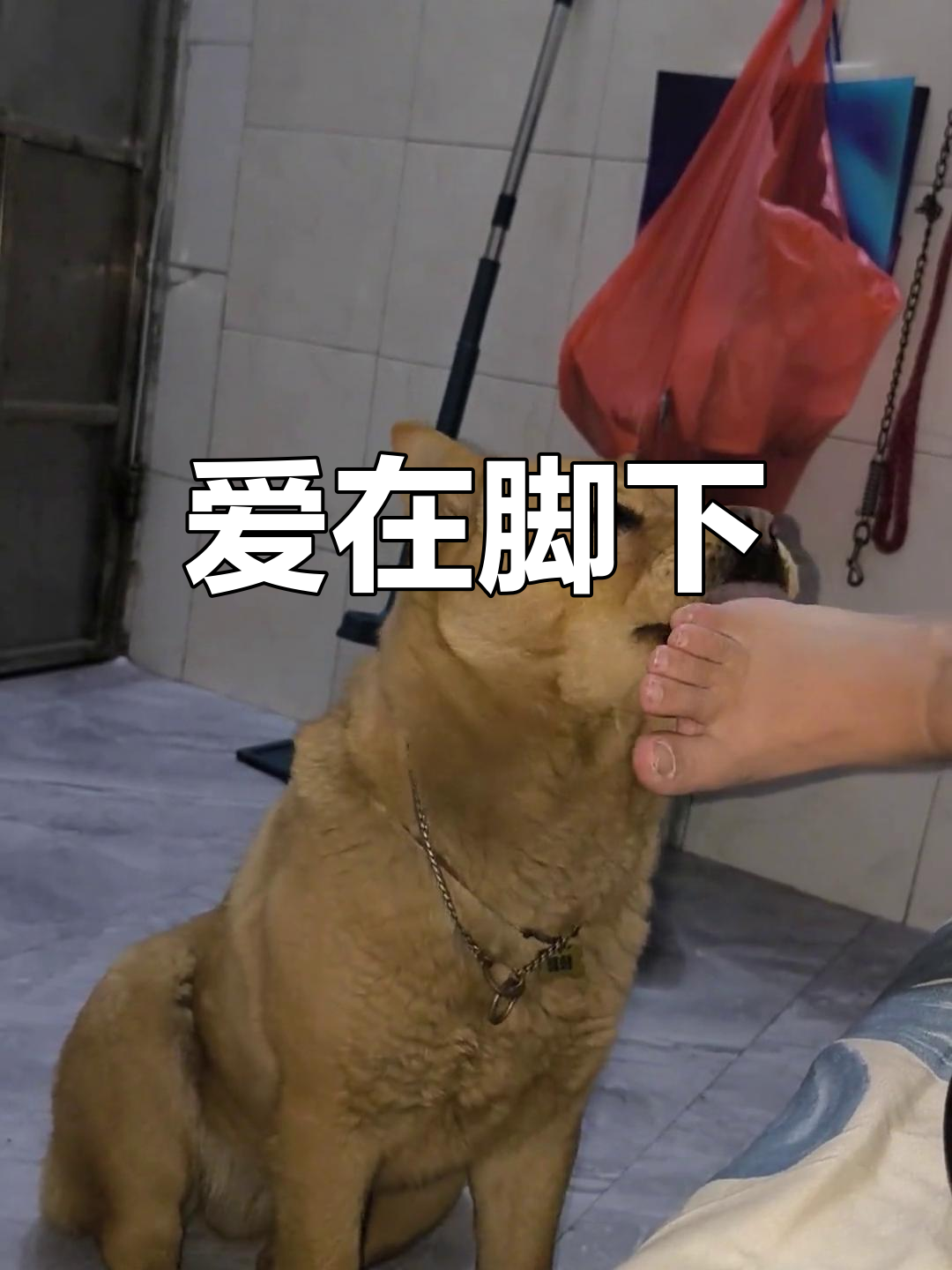 狗狗用舌头舔主人的鞋底