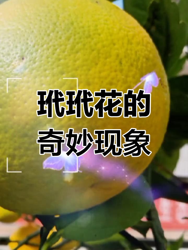 玳玳花果实图片