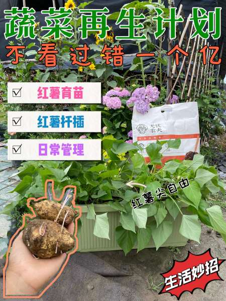 红薯种植教程这样做家里绿叶菜天天吃不完