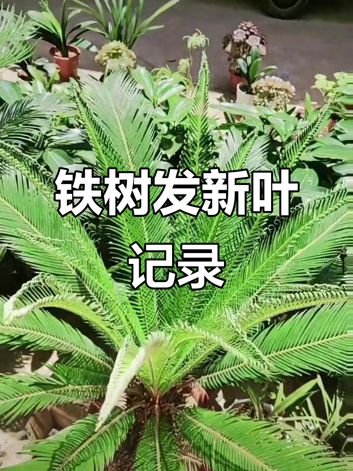 铁树新叶生长的美丽瞬间,记录农村生活的点滴美好