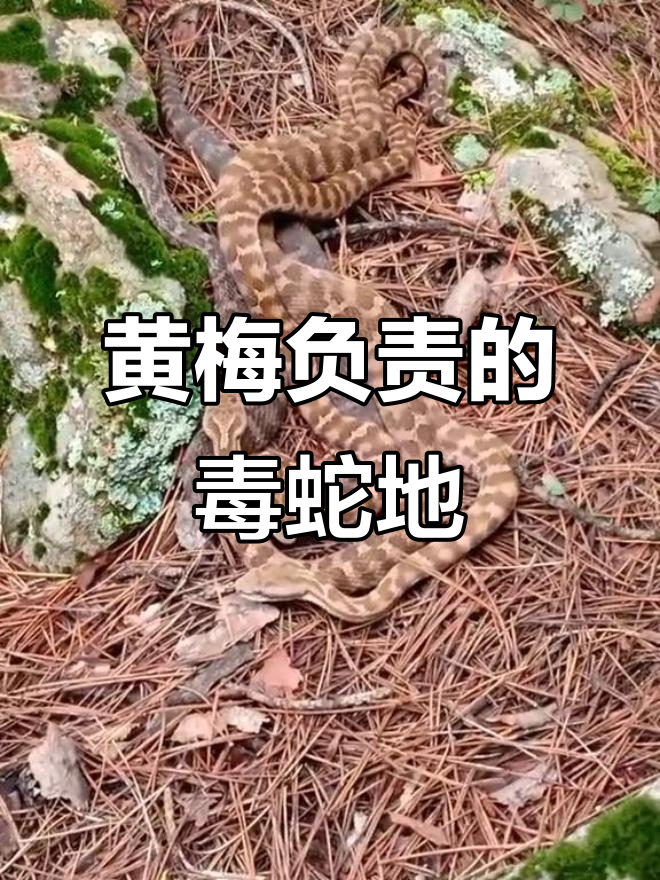 东北最毒蛇出没,黄花宋与公母同行