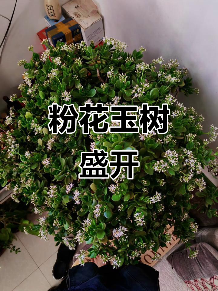 玉树开花,粉色花朵惊艳来袭!