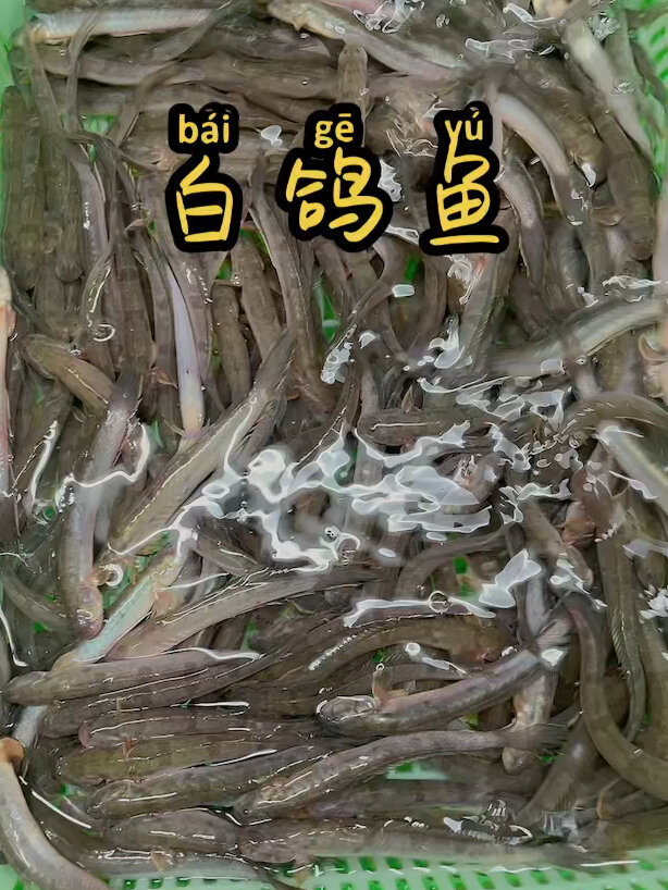 斗门美食白鸽鱼