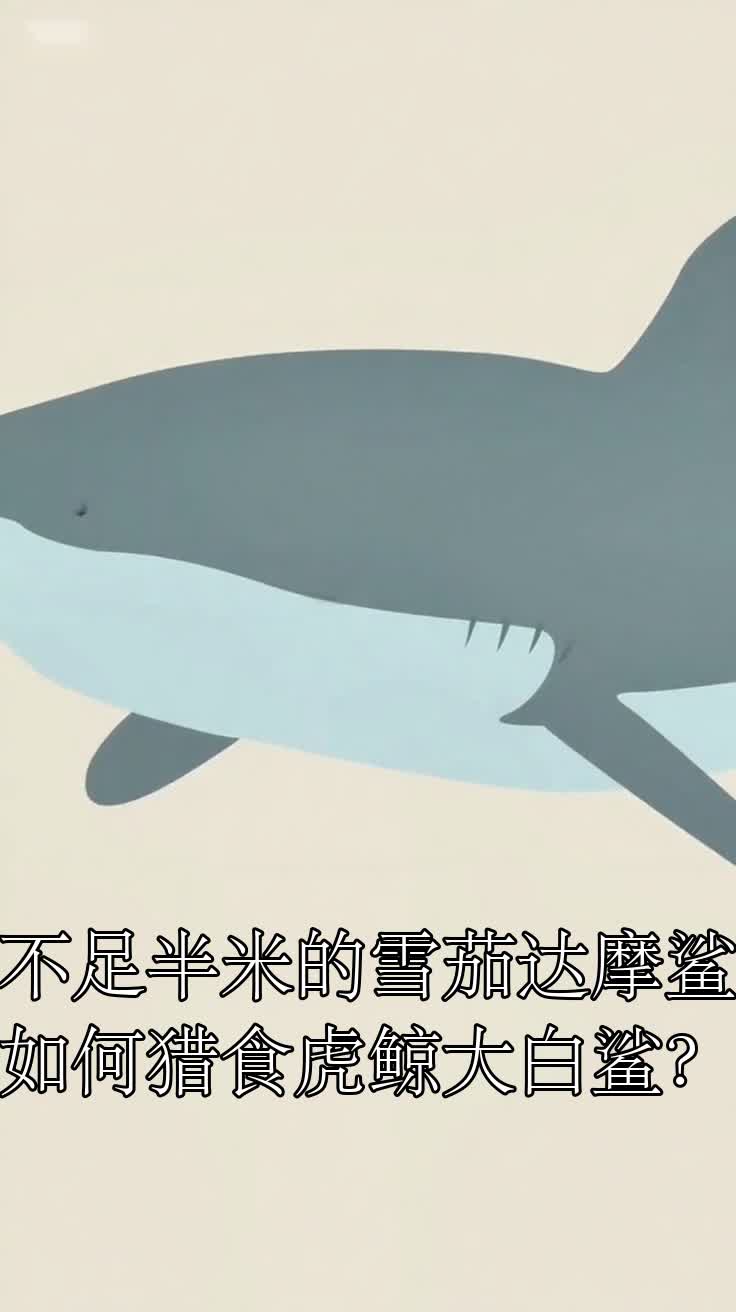 不足半米的雪茄达摩鲨如何猎食虎鲸大白鲨?