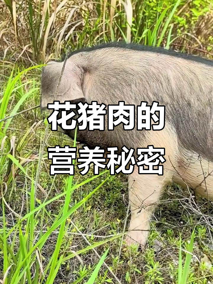 皖南花猪,营养丰富,铁锌含量超群,堪称健康之选