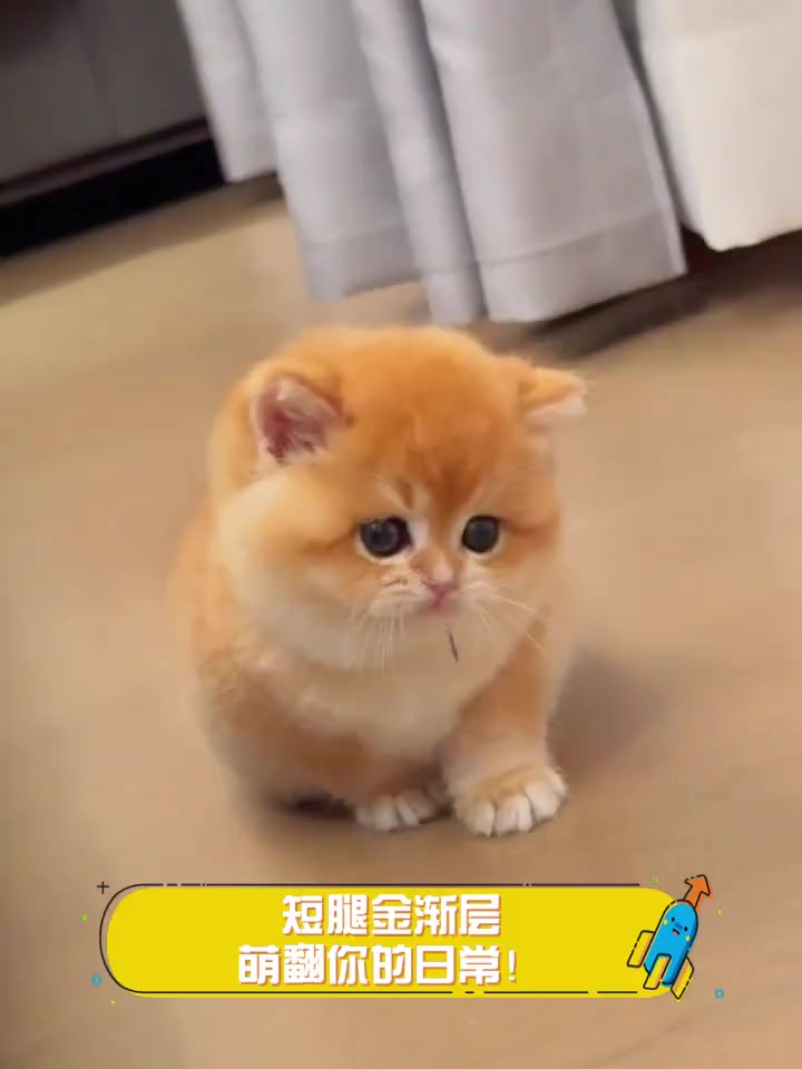 短腿金渐层,萌翻你的日常!