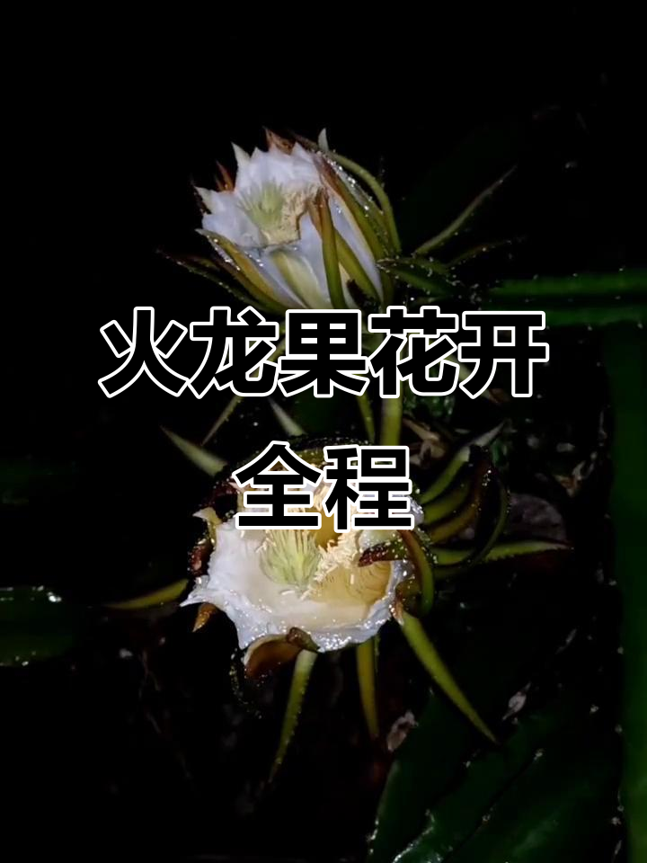 火龙果开花全过程,延时摄影记录惊艳瞬间
