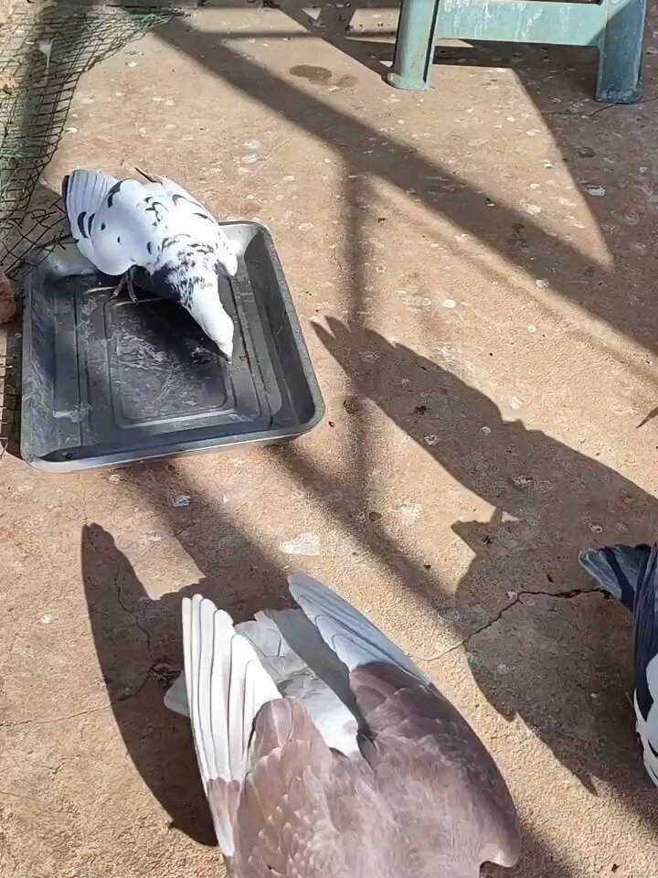 比利时凡格米内皮特兰黑白花鸽子