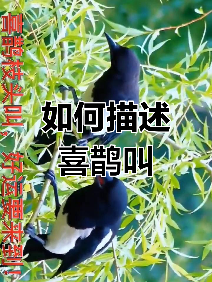 喜鹊的叫声嘎嘎图片