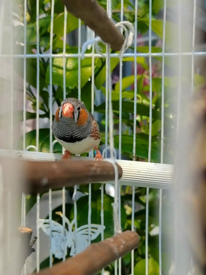 你知道怎么分珍珠鸟的公母吗