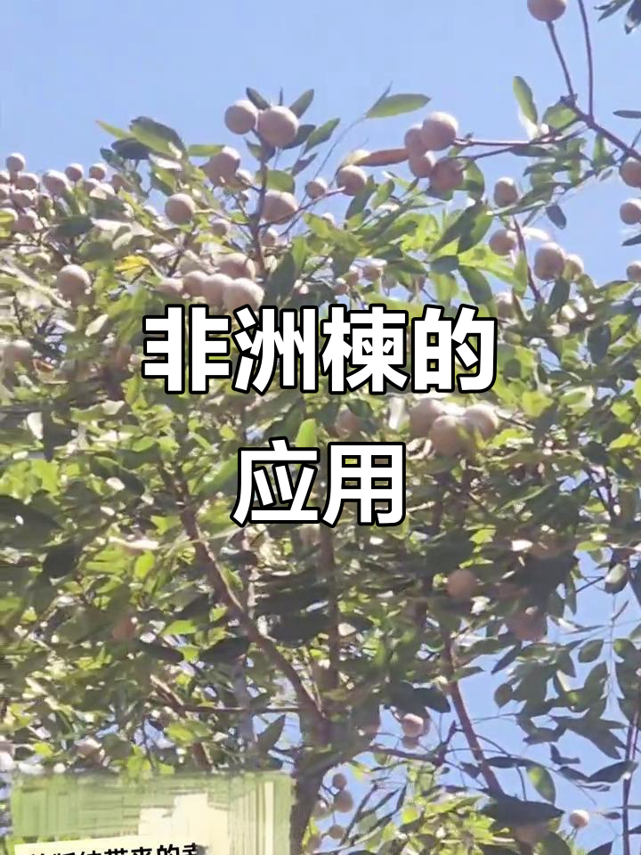 6月推荐:非洲楝,耐腐蚀木材,适宜造船庭院种