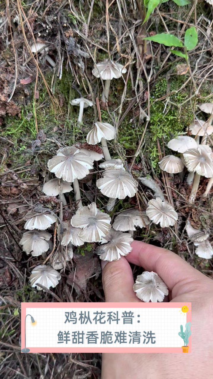 鸡枞花科普:鲜甜香脆难清洗