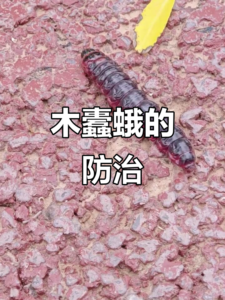 7月芳香木蠹蛾高发,危害树木,防治需及时