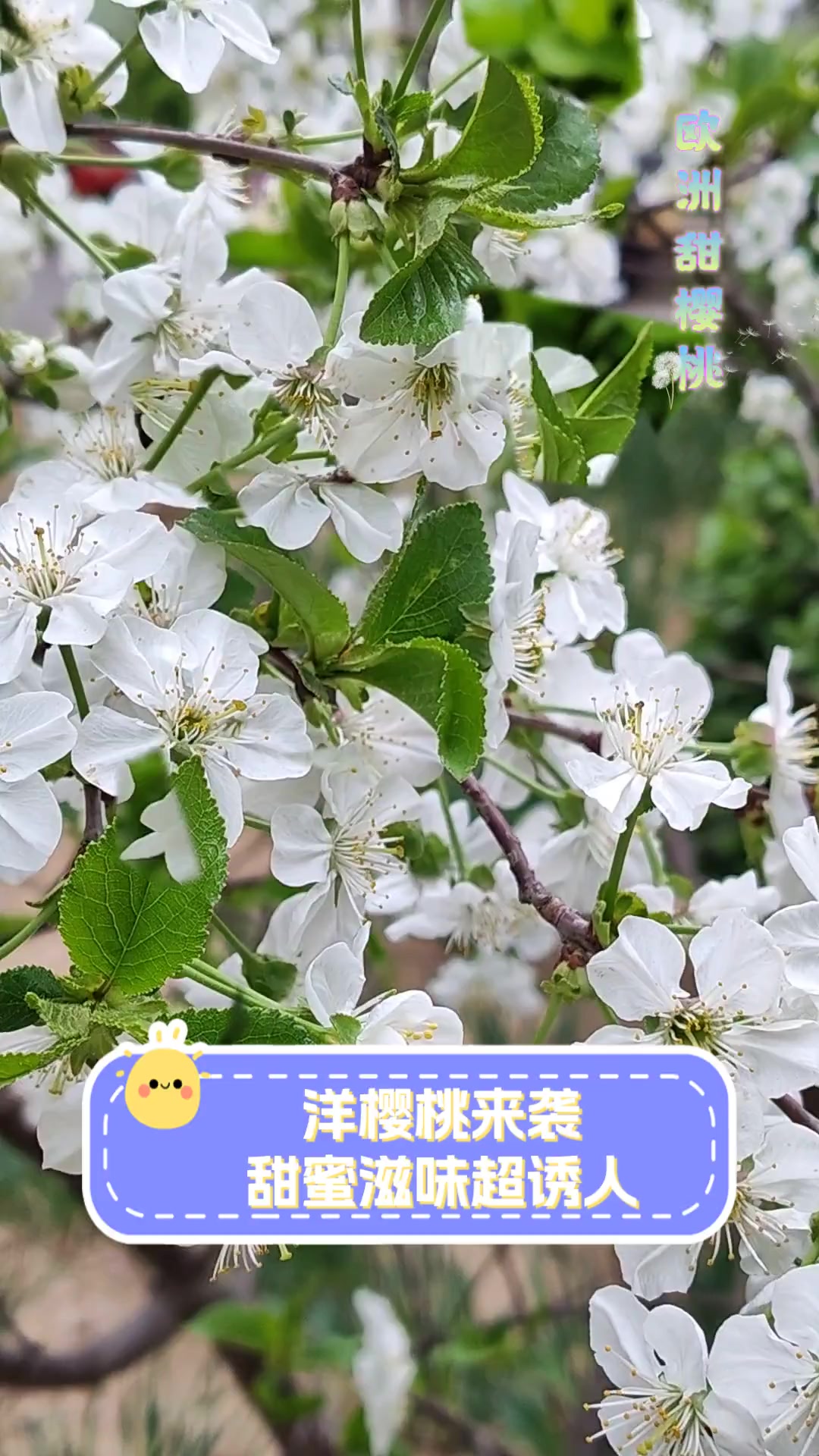 洋樱桃来袭,甜蜜滋味超诱人