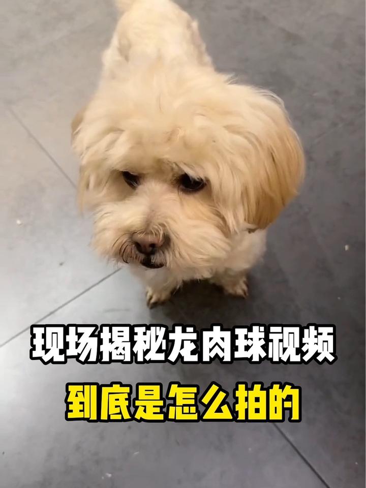 总是讨论我家龙肉球这个行那个行