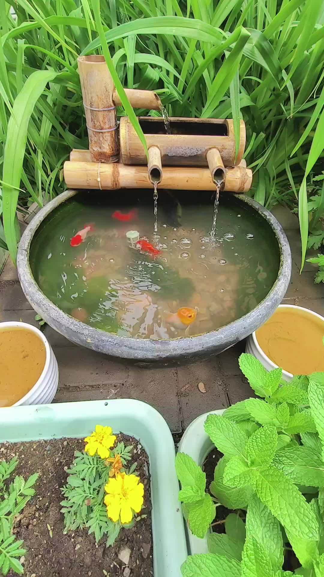 自制生态鱼缸,以后再也不用换水了 自制鱼缸 记录真实生活 小院时光