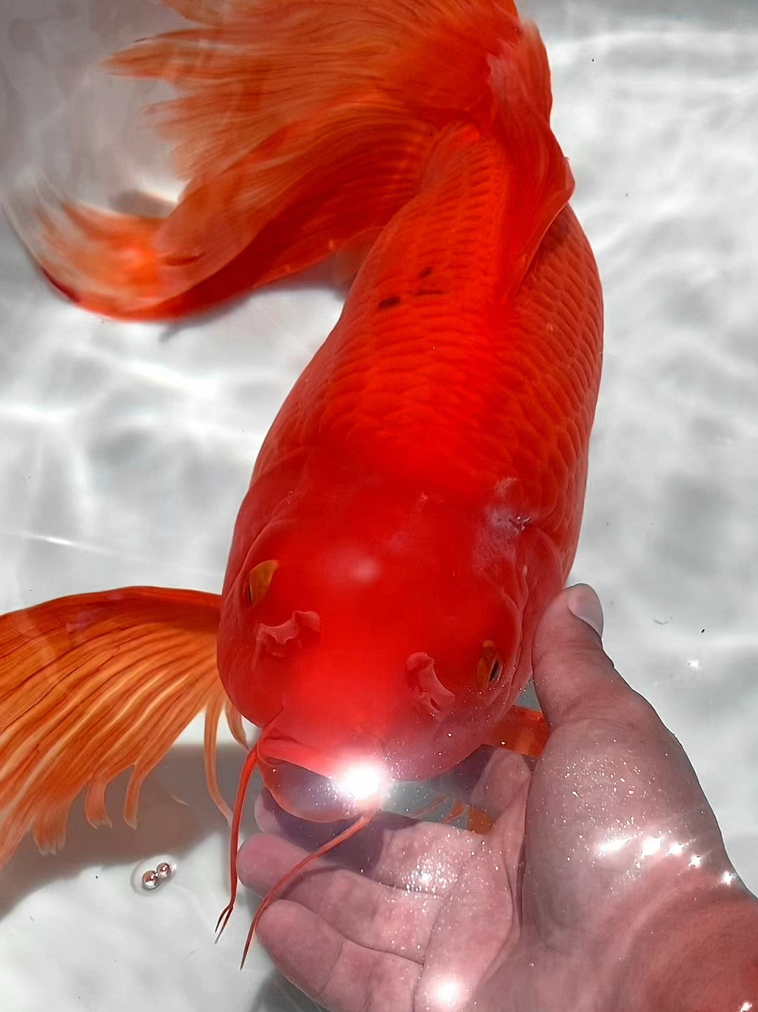 传说中最霸气的红色蝴蝶鲤!-度小视