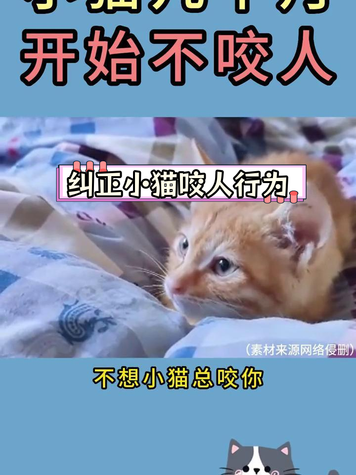 咬人猫的老公图片