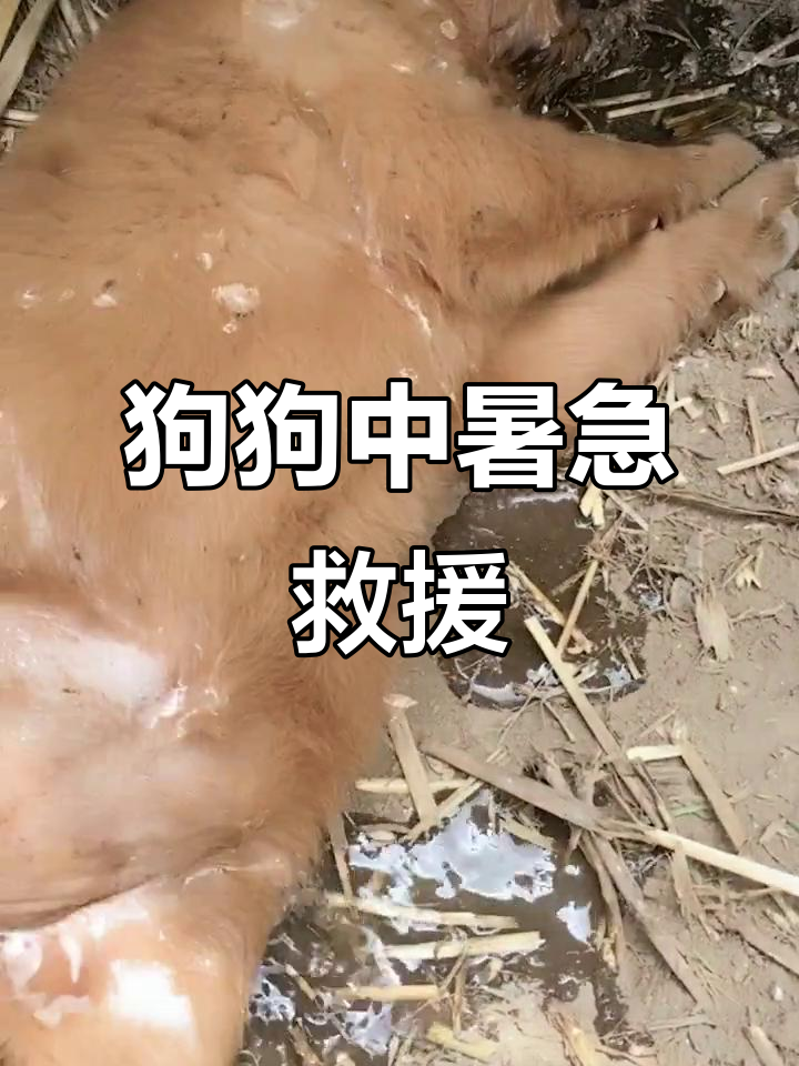 狗狗中暑急救,喝水能否救活?