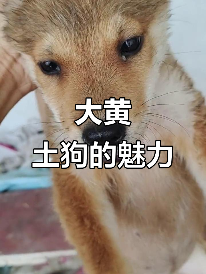 中华田园犬大黄,黄狗白面金钱尾,黑舌头萌态十足