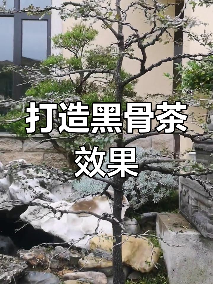 黑骨茶造型技巧:从固定到修剪
