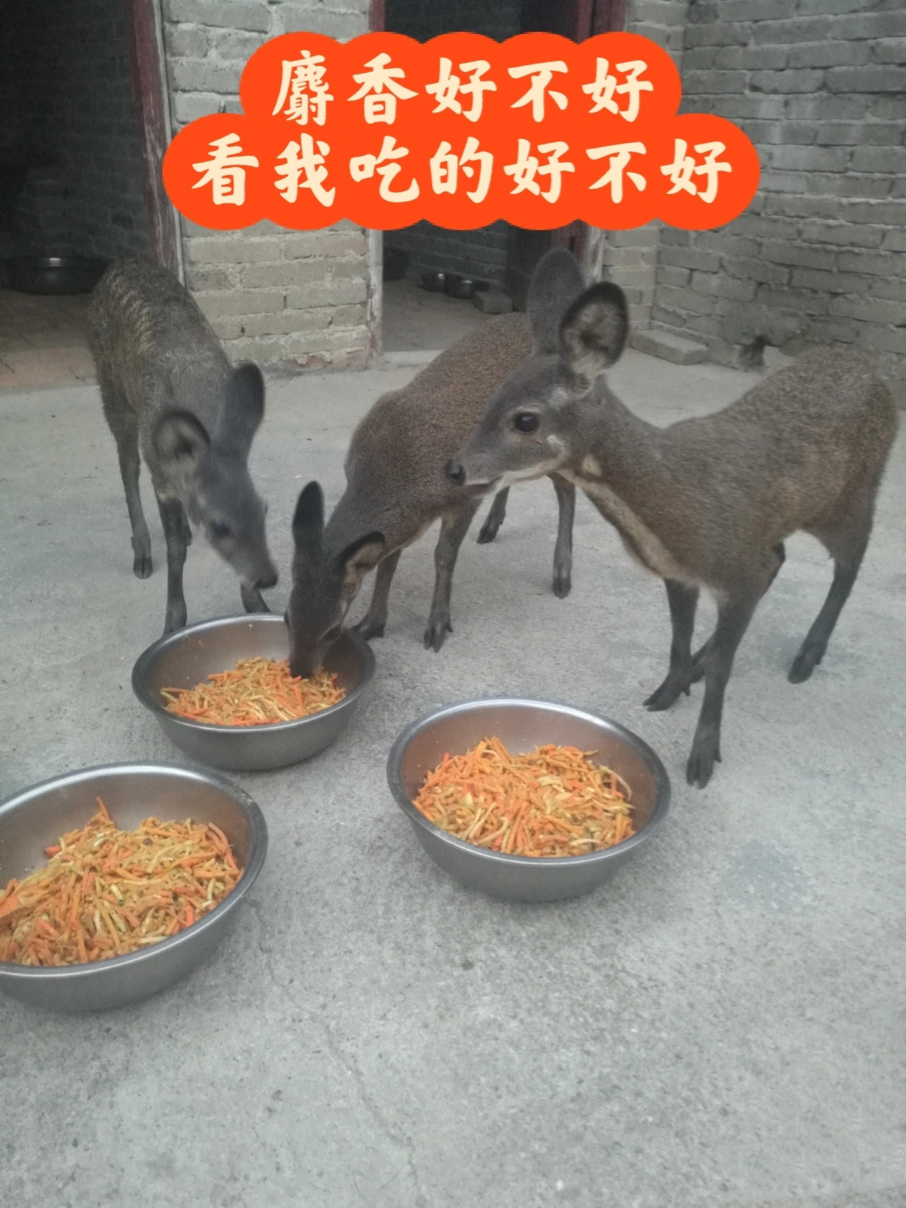 中药材麝香 林麝吃什么