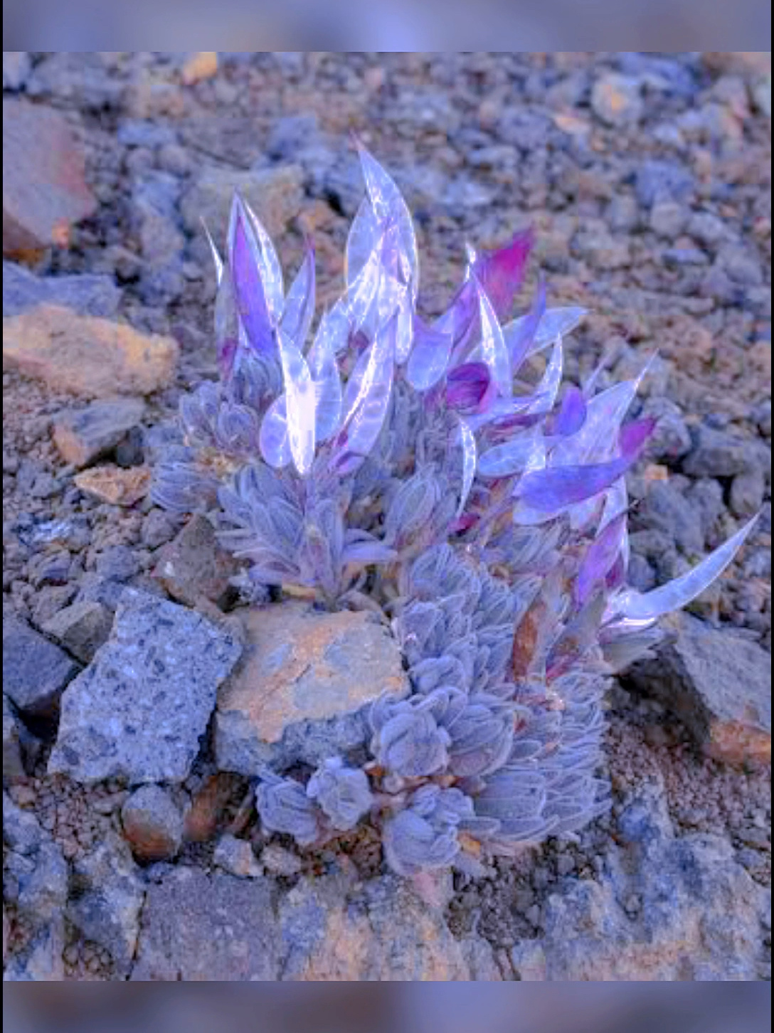 世界上最美的多肉植物,大地翅膀
