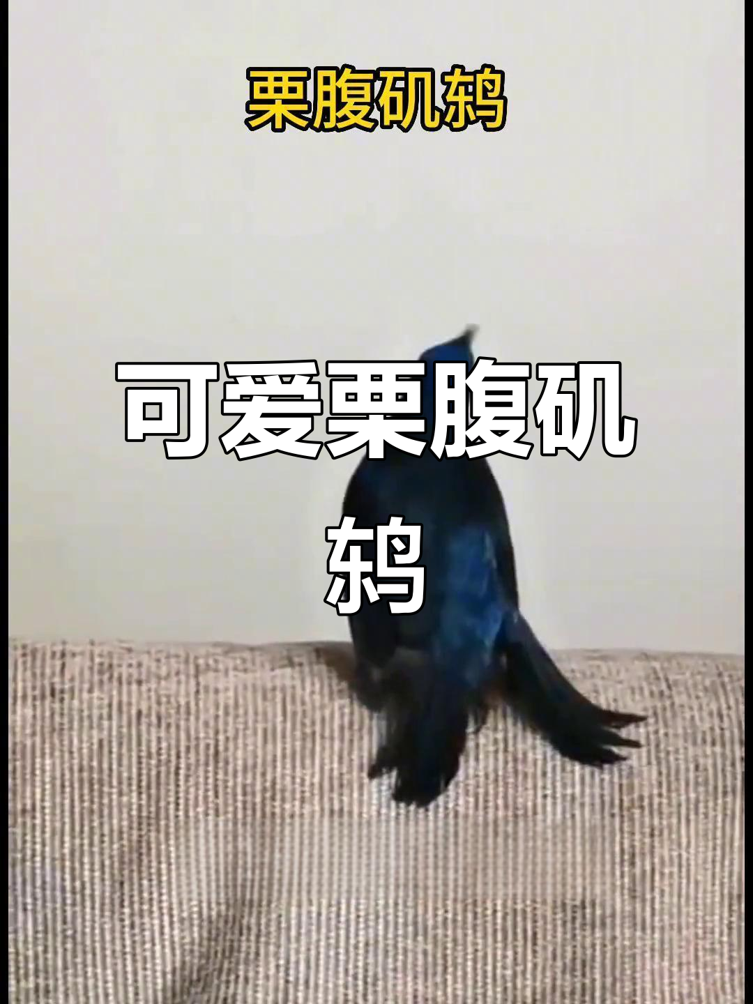 栗腹矶鸫鸟宝宝,萌态十足!