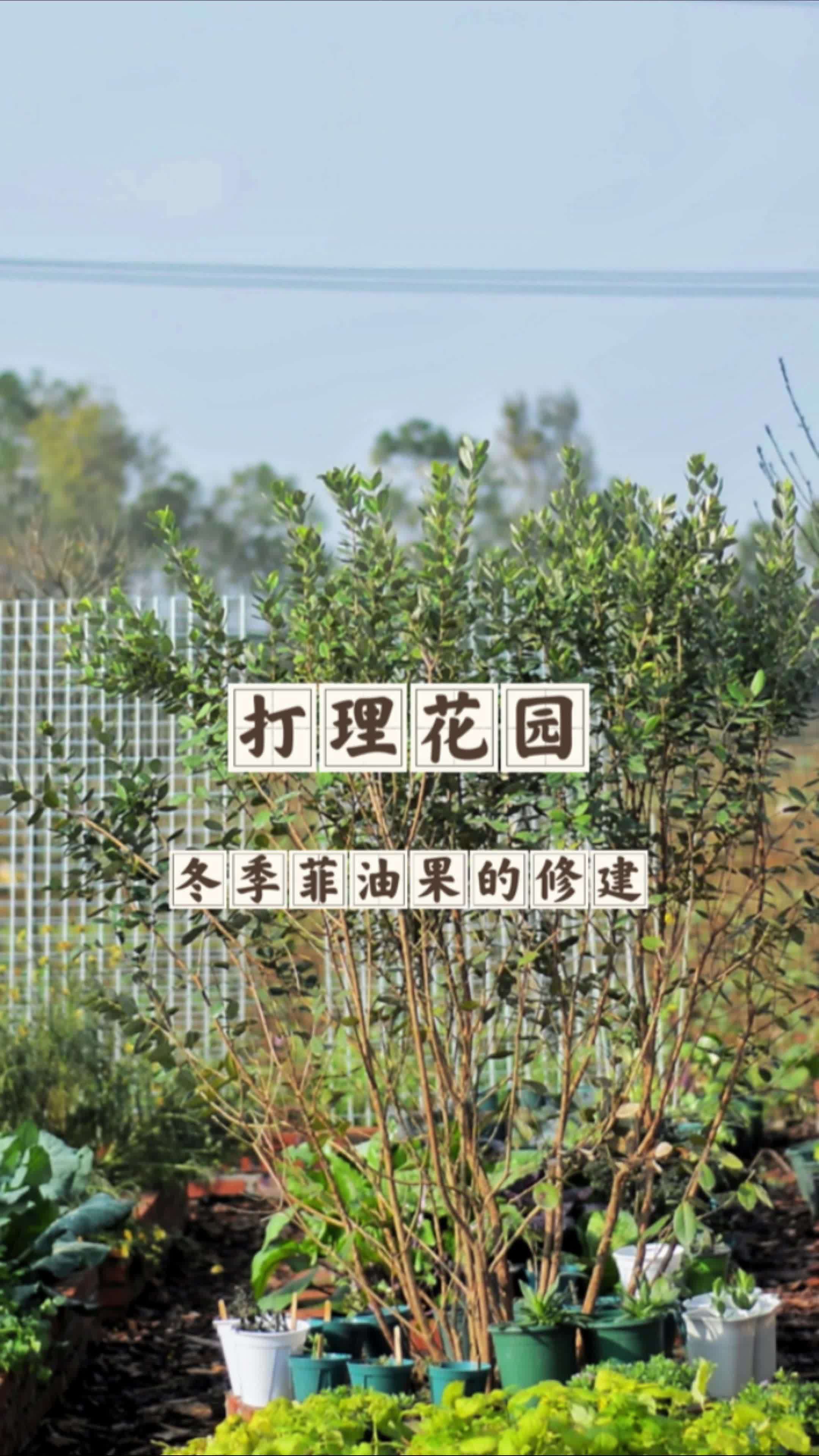 今天趁着好天气整理一下花园,修剪一下果树,让这几颗菲油果看着更清爽