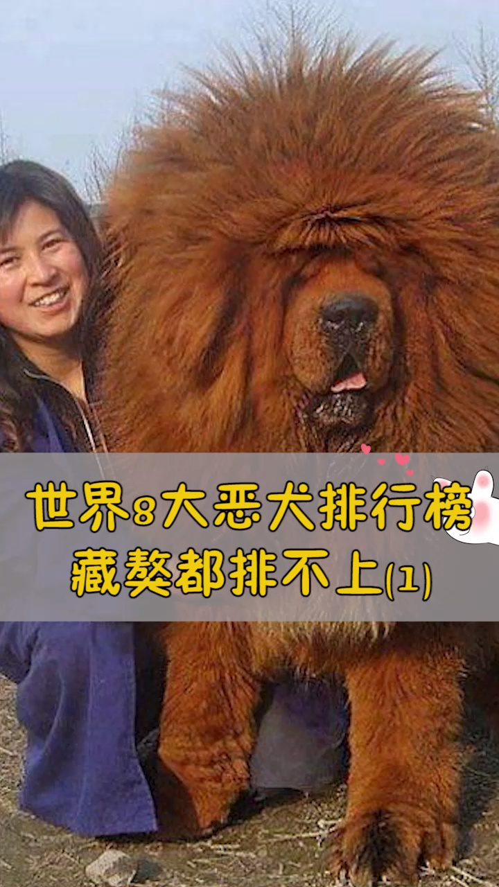 世界8大恶犬排行榜(1),藏獒都排不上