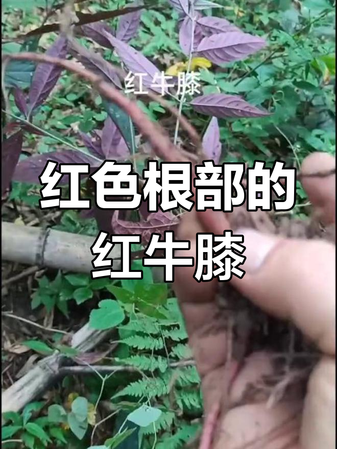 红牛膝的作用图片