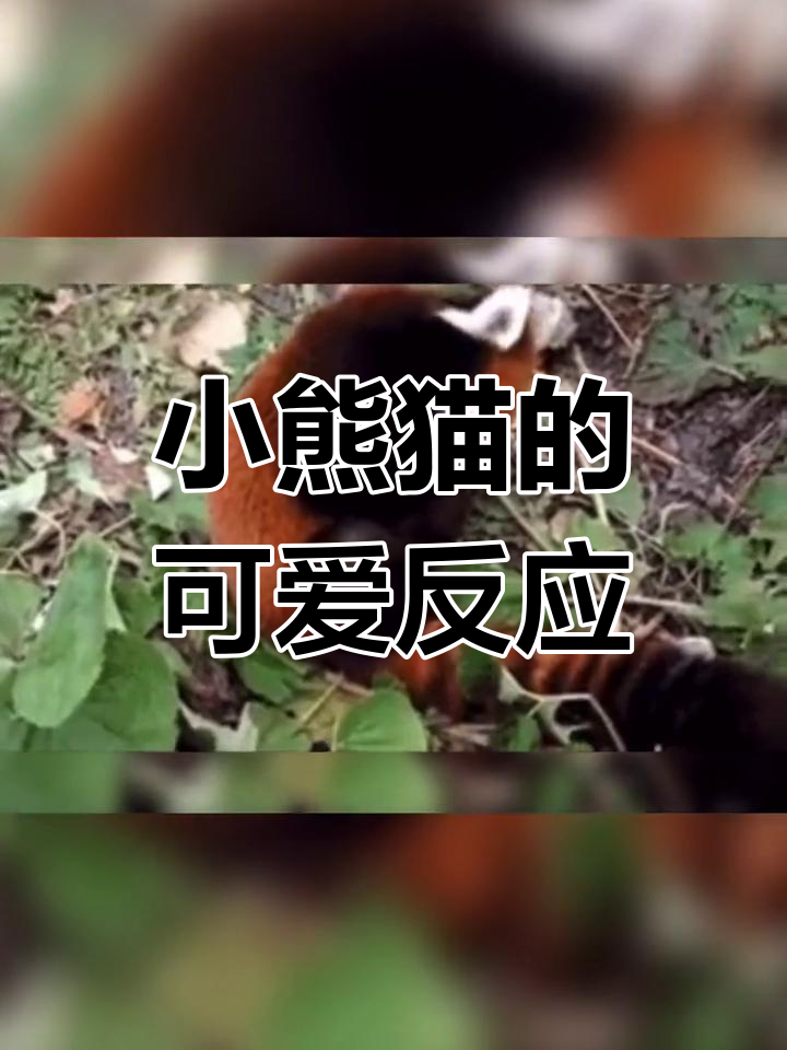 小熊猫举手投降图片