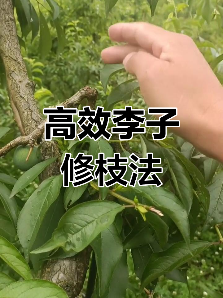 李子枝条修剪技巧,轻松打造花芽与高产