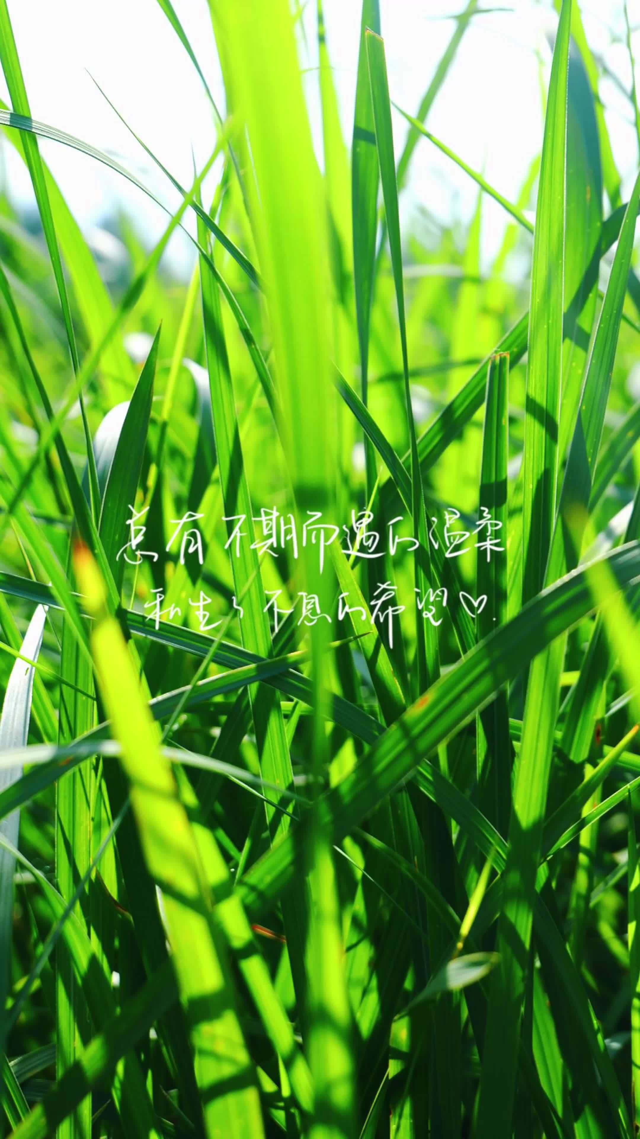 山野有味 林间踏青一种缓慢的能量 治愈系风景 大自