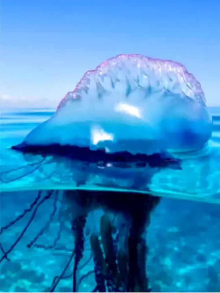 海南文昌一处沙滩出现了剧毒僧帽水母