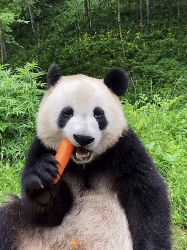 熊猫吃胡萝卜好可爱呀