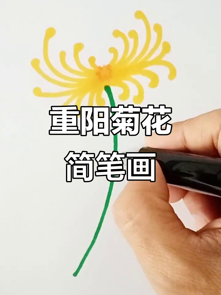 重阳节画菊花,简单又有趣!