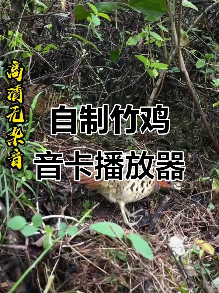 竹鸡音卡户外播放器制作,打造独特音响体验
