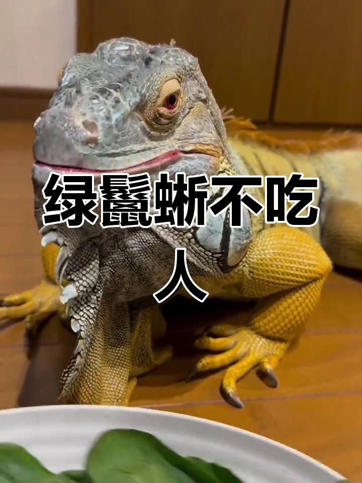 绿鬣蜥是素食动物,不会攻击人类